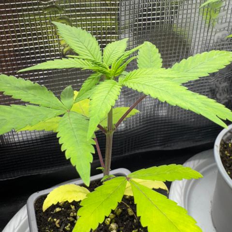 Strawberry gorilla auto #1 growlog timeline photo