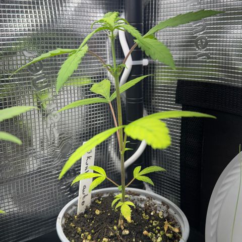 Skunk auto growlog timeline photo