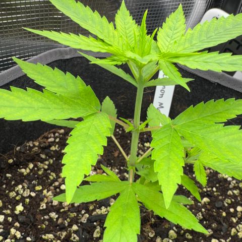 Lemon Mandarin  growlog timeline photo