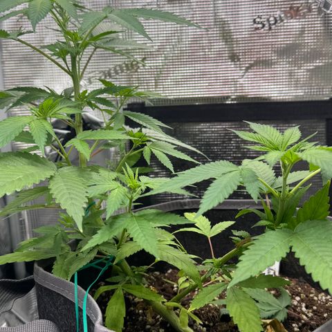 Lemon Mandarin  growlog timeline photo