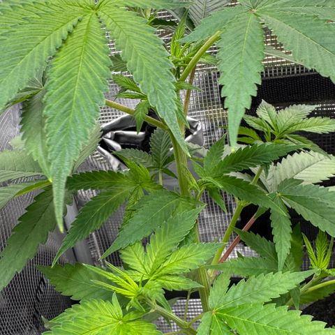 Lemon Mandarin  growlog timeline photo