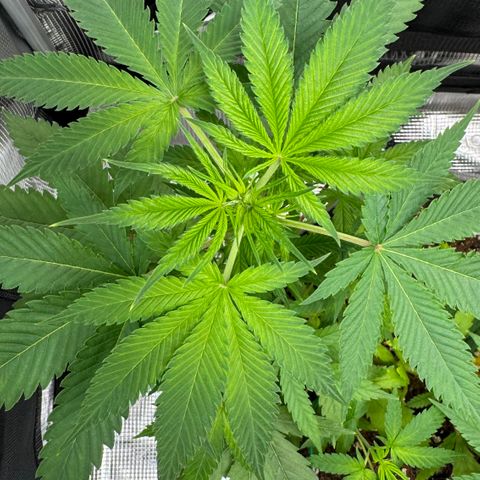Lemon Mandarin  growlog timeline photo