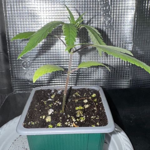Strawberry gorilla auto #1 growlog timeline photo