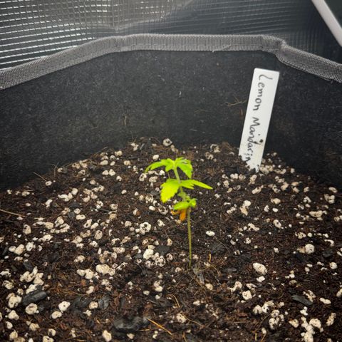 Lemon Mandarin  growlog timeline photo