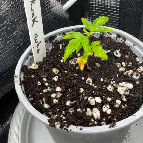 Skunk auto growlog timeline photo