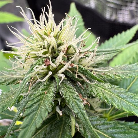 Strawberry gorilla auto #1 growlog timeline photo