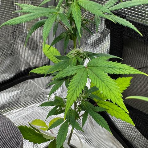 Skunk auto growlog timeline photo