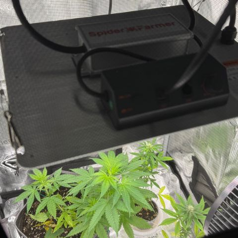Skunk auto growlog timeline photo