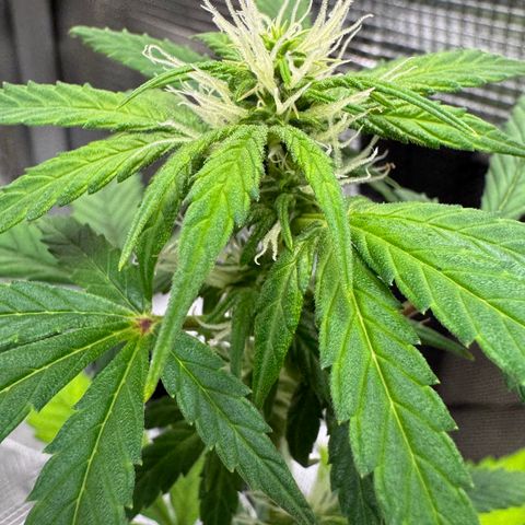 Skunk auto growlog timeline photo