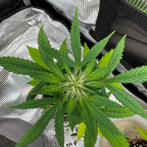 Skunk auto growlog timeline photo