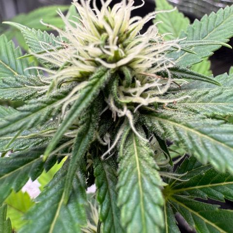 Strawberry gorilla auto #1 growlog timeline photo