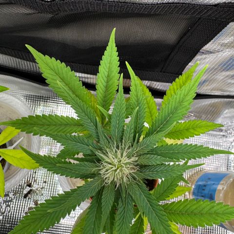 Strawberry gorilla auto #1 growlog timeline photo