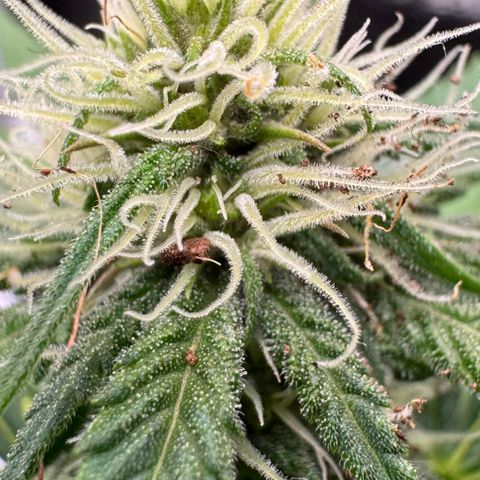 Strawberry gorilla auto #1 growlog timeline photo