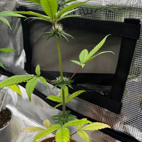 Strawberry gorilla auto #1 growlog timeline photo