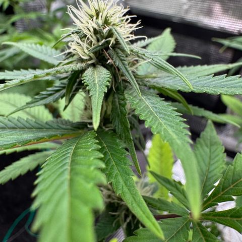Strawberry gorilla auto #1 growlog timeline photo