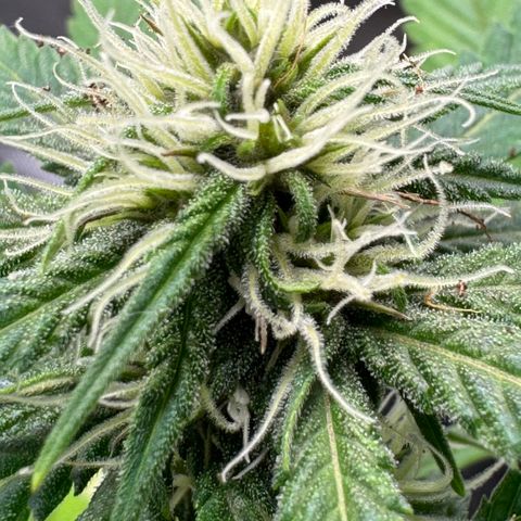 Strawberry gorilla auto #1 growlog timeline photo