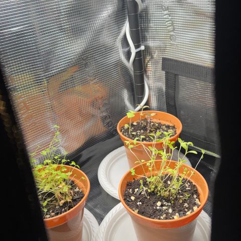 Lemon Mandarin  growlog timeline photo