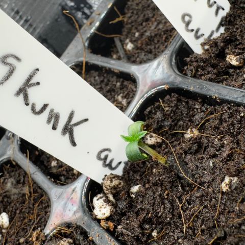 Skunk auto growlog timeline photo