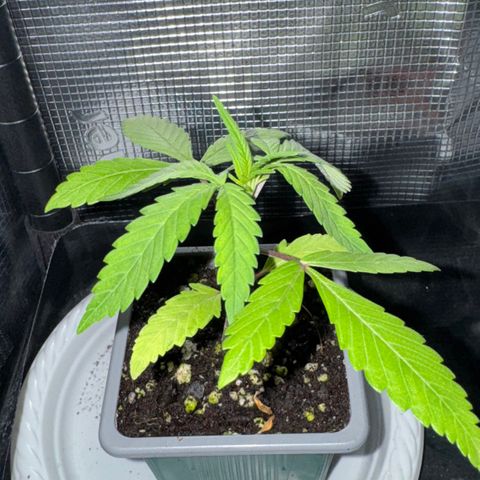 Strawberry gorilla auto #1 growlog timeline photo
