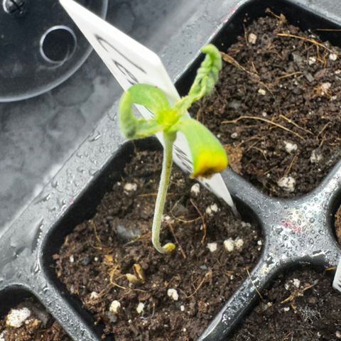 Lemon Mandarin  growlog timeline photo