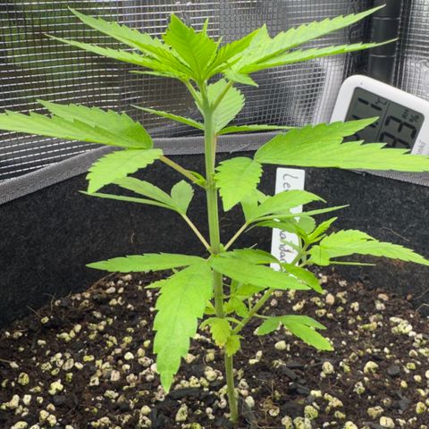 Lemon Mandarin  growlog timeline photo