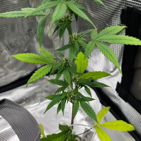Skunk auto growlog timeline photo