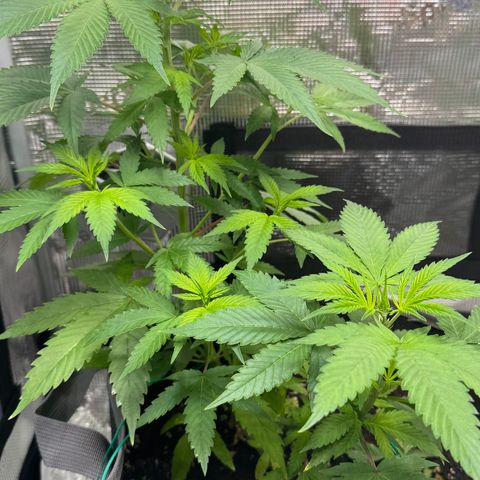 Lemon Mandarin  growlog timeline photo