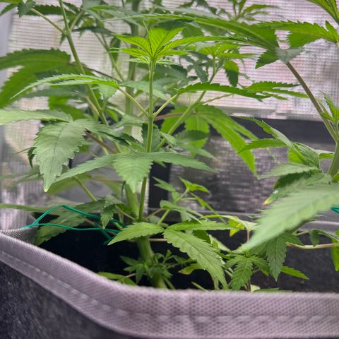 Lemon Mandarin  growlog timeline photo
