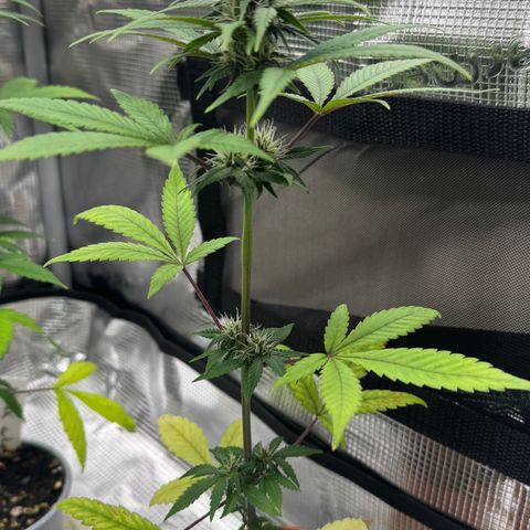 Strawberry gorilla auto #1 growlog timeline photo