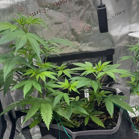 Lemon Mandarin  growlog timeline photo