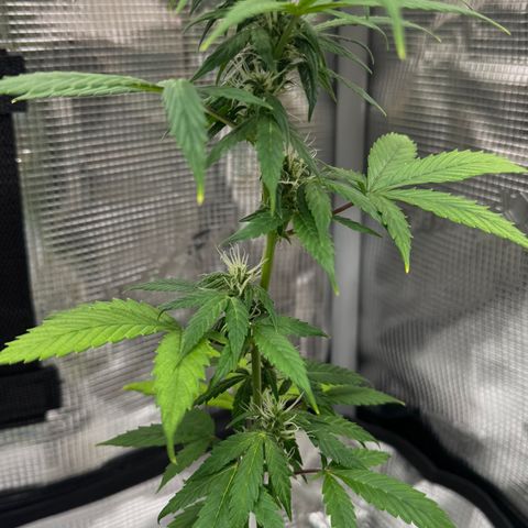 Skunk auto growlog timeline photo