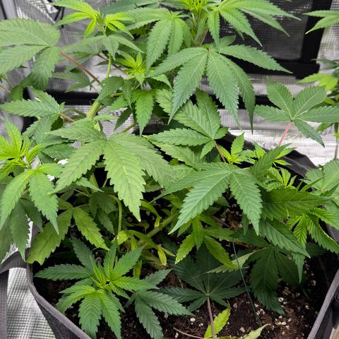 Lemon Mandarin  growlog photo: after 24hrs LST training 