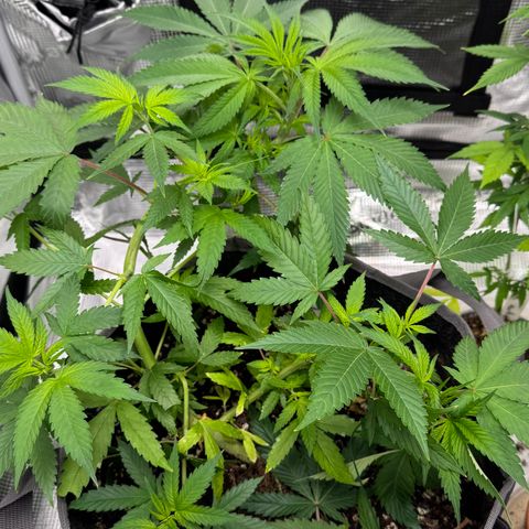 Lemon Mandarin  growlog photo: after 24hrs LST training 