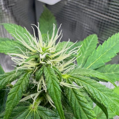 Skunk auto growlog timeline photo