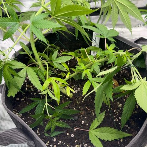 Lemon Mandarin  growlog photo: after 24hrs LST training 