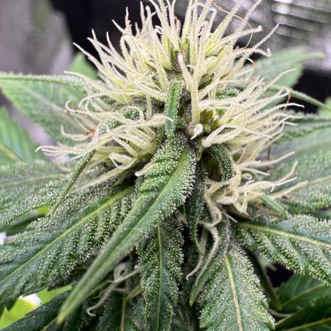 Strawberry gorilla auto #1 growlog timeline photo