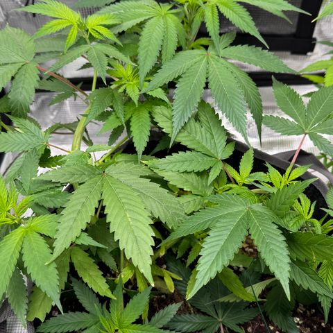 Lemon Mandarin  growlog photo: after 24hrs LST training 