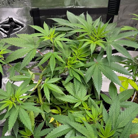 Lemon Mandarin  growlog timeline photo