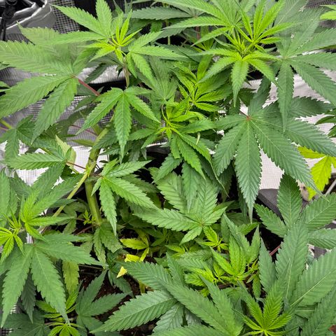 Lemon Mandarin  growlog timeline photo