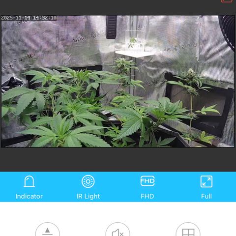 Lemon Mandarin  growlog timeline photo