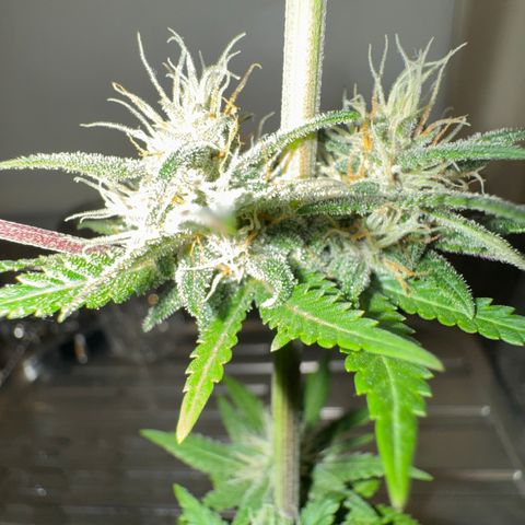 Strawberry gorilla auto #1 growlog timeline photo