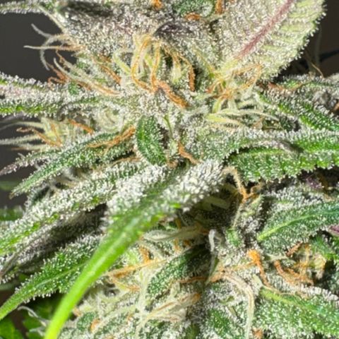 Strawberry gorilla auto #1 growlog timeline photo