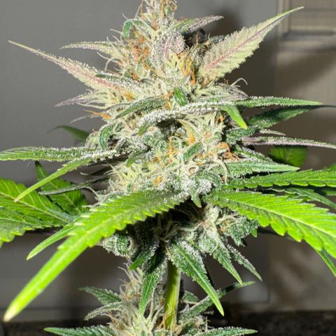 Strawberry gorilla auto #1 growlog timeline photo