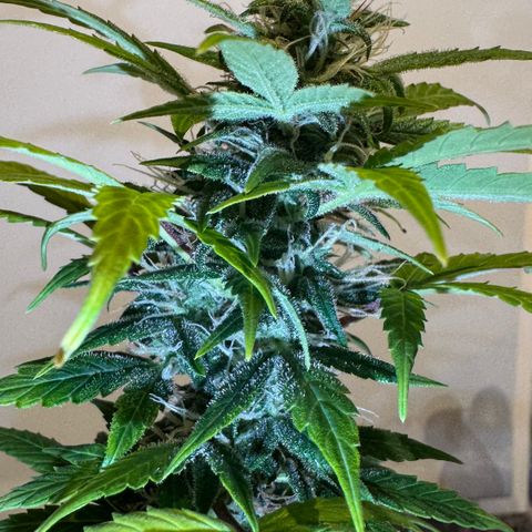 Strawberry gorilla auto #1 growlog timeline photo