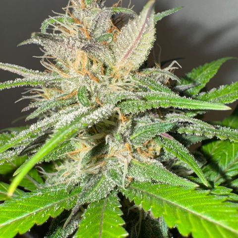 Strawberry gorilla auto #1 growlog timeline photo