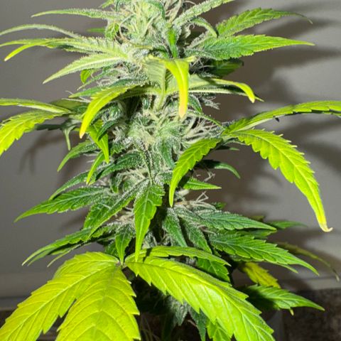 Strawberry gorilla auto #1 growlog timeline photo