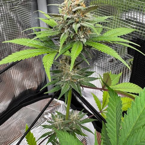 Skunk auto growlog timeline photo