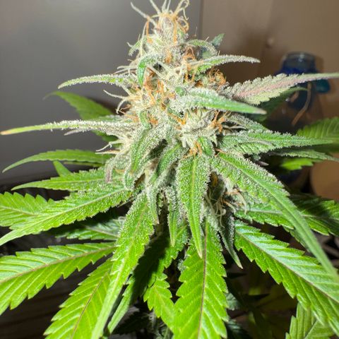 Strawberry gorilla auto #1 growlog timeline photo