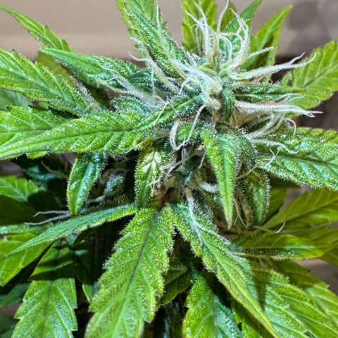 Strawberry gorilla auto #1 growlog timeline photo