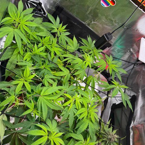 Lemon Mandarin  growlog timeline photo